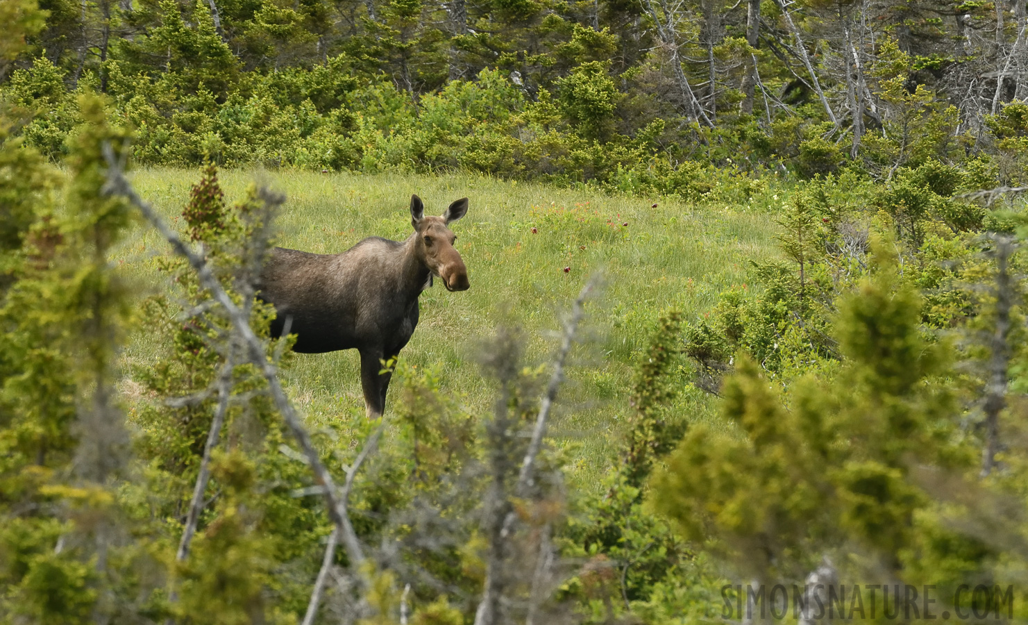 Alces alces americana [400 mm, 1/640 sec at f / 8.0, ISO 1600]